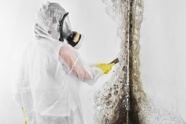 Best Mold Cleaning Services  in , WV