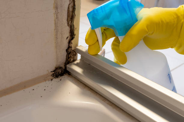 Best Black Mold Removal  in , WV