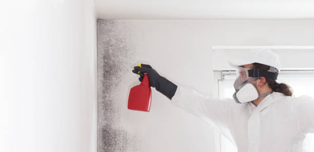 Best Attic Mold Removal  in , WV