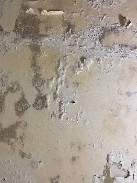Best Certified Mold Removal  in , WV